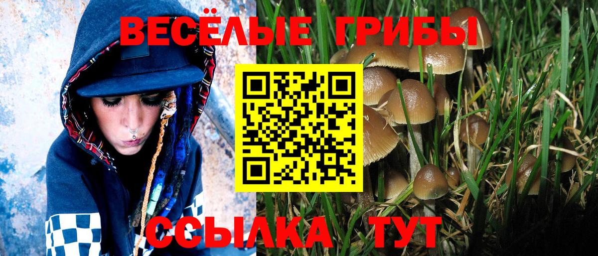где можно купить   Псилоцибиновые грибы мицелий  Вход с VPN  Горячий Ключ 